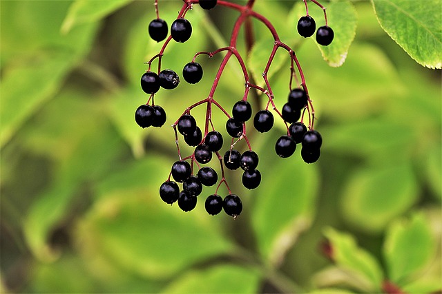 elderberries