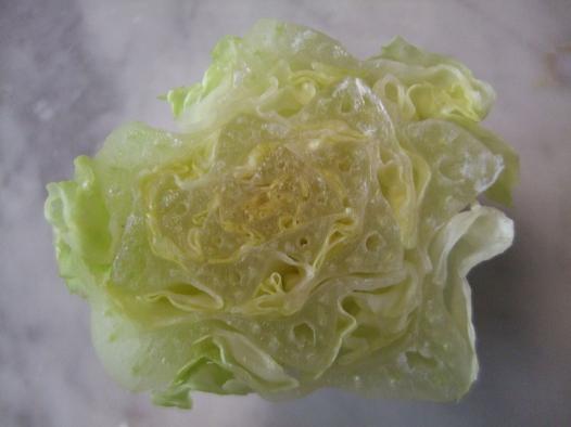 romaine lettuce